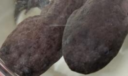 娃娃鱼的叫声视频,自然界的低音炮奇观